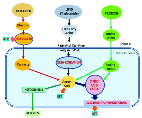 Metabolic pathways for major substrates in the body. Adapted from... | Download Scientific Diagram