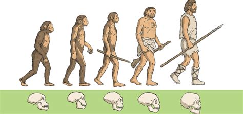 Darwin on Adaptation and the Theory of Evolution - Twinkl Homework Help