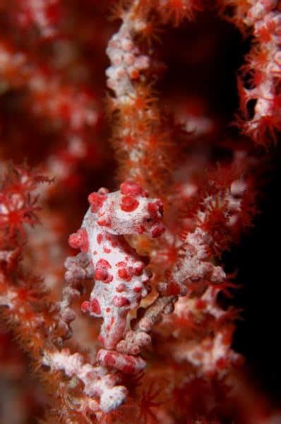 The Exotic Pygmy Seahorse – Hippocampus bargibanti | Seahorse Facts and ...