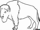 Buffalo Coloring Page  Easy Drawing Guides sketch template