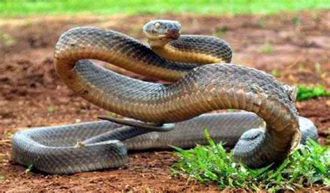 Taipan wallpapers, Animal, HQ Taipan pictures | 4K Wallpapers 2019