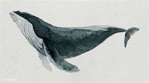 Humpback whale watercolor painting on white template | premium image by rawpixel.com / Niwat ...