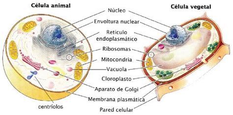 janeiro lago crisântemo celula esquema atmosfera adendo fraternidade