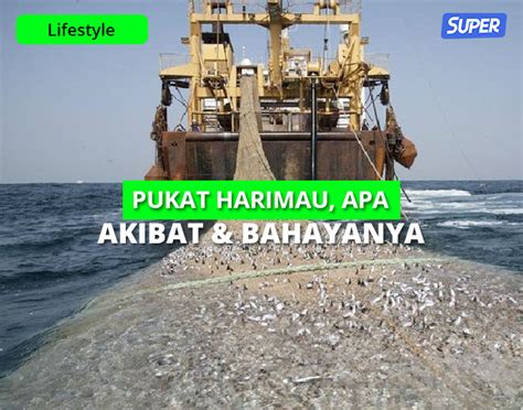 Pukat Harimau: Pengertian, Bahaya dan Akibat untuk Ekosistem Laut