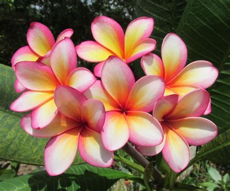 Photo of the bloom of Plumeria (Plumeria rubra 'Gloria Schmidt') posted ...