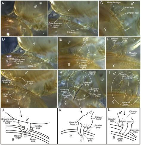 Position of clasper parts ('hand', movable finger, and palps) on female ...