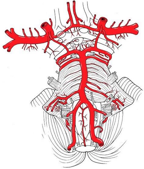 Anterior-Posterior Cerebral Circulation Diagram | Quizlet