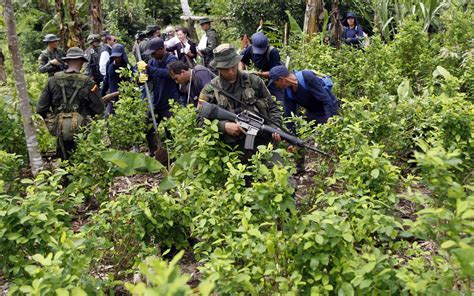 Peru surpasses Colombia in the drug culture for manufacture of cocaine