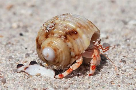 Hermit Crab Diet: What To Feed a Hermit Crab? | Exopetguides