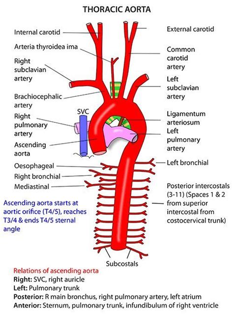 Aorta - JapaneseClass.jp