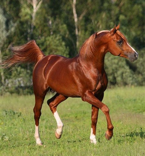 Très beau cheval | Horses, Beautiful arabian horses, Horse breeds