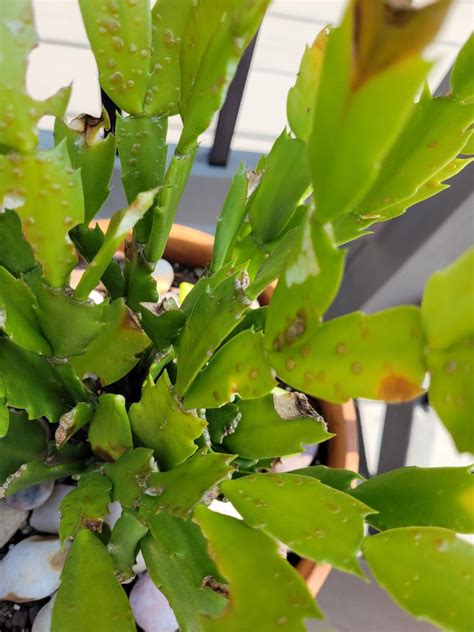 Christmas Cactus Diseases - 4K Wallpapers Review