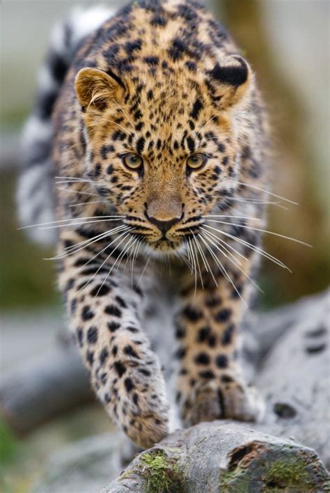 Pin by Kozet Mitchell on Cats - Leopards & Jaguars | Amur leopard, Big ...