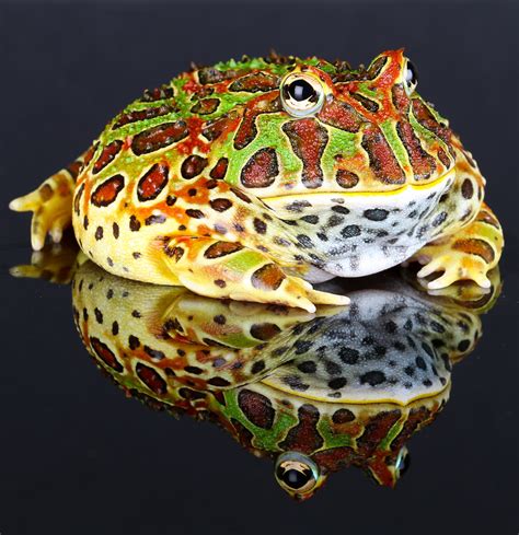 Ornate Horned Frog by Chris Parker | Cute, Cuddly, and Cannibalistic