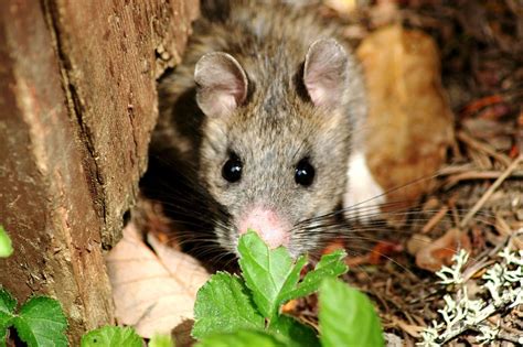 Pack Rat - Learn About Nature