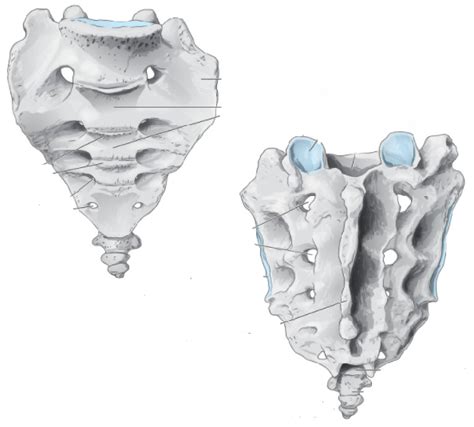 Sacrum Diagram | Quizlet