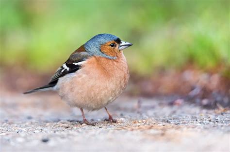 What Is A Passerine? | Avianbird