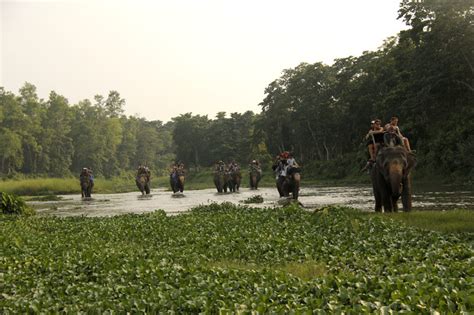 Chitwan, elephant safari, elephant back safari, wildlife tour