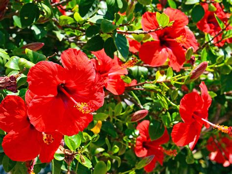 Hibiscus Pictures Of Flowering Plants / How To Care And Grow Hardy Hibiscus - More royalty free ...