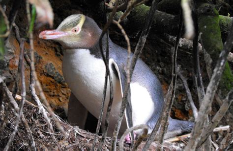 Yellow-eyed penguin/hoiho: Sea and shore birds