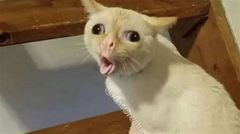 coughing cat Blank Template - Imgflip