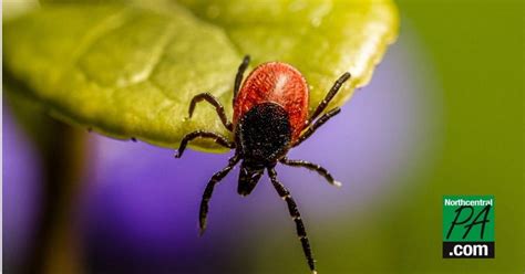 Ticks, tick-borne illnesses on rise; Pennsylvanians urged to take precautions while outdoors ...