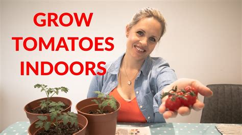 HOW TO GROW TOMATOES INDOORS – Quick & easy - GardenInBloom.com