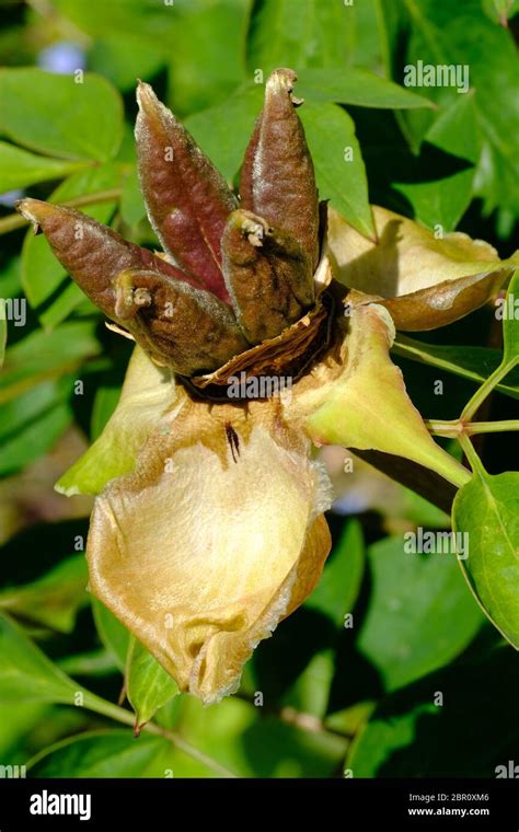 Tree Peony, Seed Heads, Paeonia suffruticosa, Seed, Propigating ...