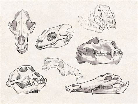 Dribbble - 05-animal_skulls_01_drib.jpg by Manfred Rohrer