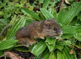 ACU biology professor discovers new species of rat in Ecuador | Abilene ...