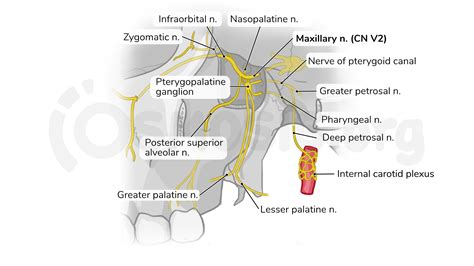 Anatomy of the pterygopalatine (sphenopalatine) fossa | Osmosis