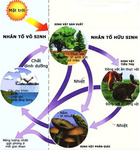 [ĐÚNG NHẤT] Sinh vật tiêu thụ là gì?