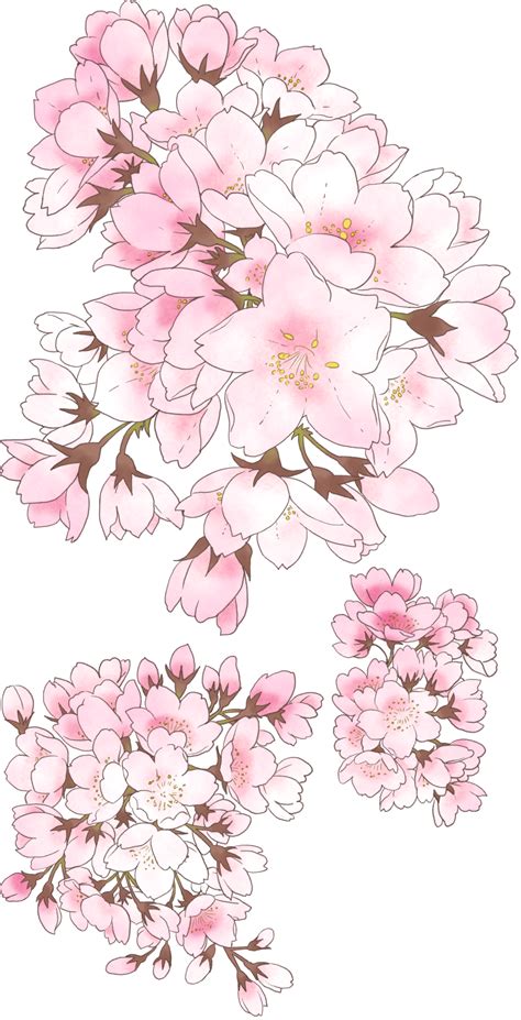 Yvonne de Salle | Cherry blossom art, Blossoms art, Flower drawing