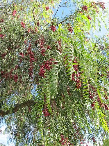 Trimming California Pepper Trees | Pat Welsh Organic and Southern California Gardening