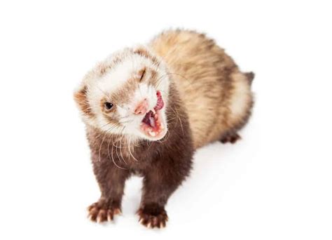 Ferret Behavior | What is your ferret expressing? [OWNER’S GUIDE] – thepetsavvy.com