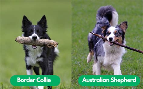 Border Collie vs Australian Shepherd: Unraveling the Similarities and Differences ...