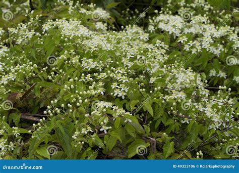 Alabama White Clematis Ligusticifolia Wildflowers 12 Stock Photo ...