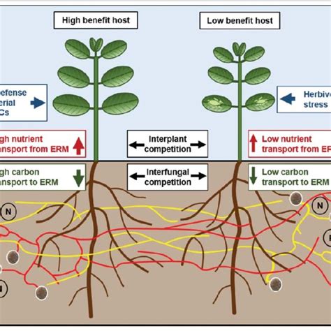 (PDF) Common mycorrhizal networks and their effect on the bargaining ...