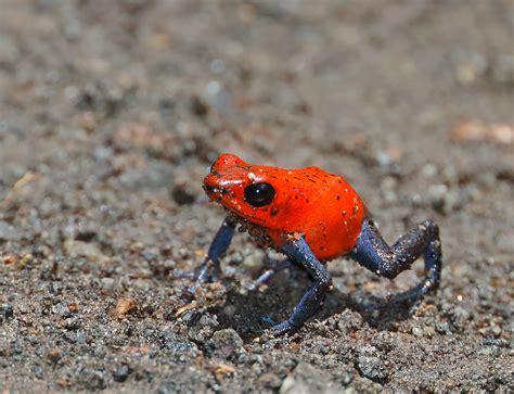 Strawberry Poison-Dart Frog photo - stevemetz photos at pbase.com