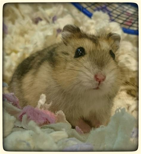 Pin by beth on hamsters | Cute hamsters, Cute animals, Super cute animals