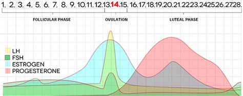 Biomarkers of Ovulation and the Fertile Window: A Research Summary - FACTS About Fertility