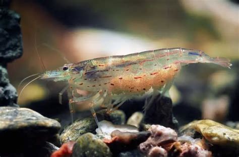 Amano Shrimp for Sale | Aqua Plants Manila, Philippines