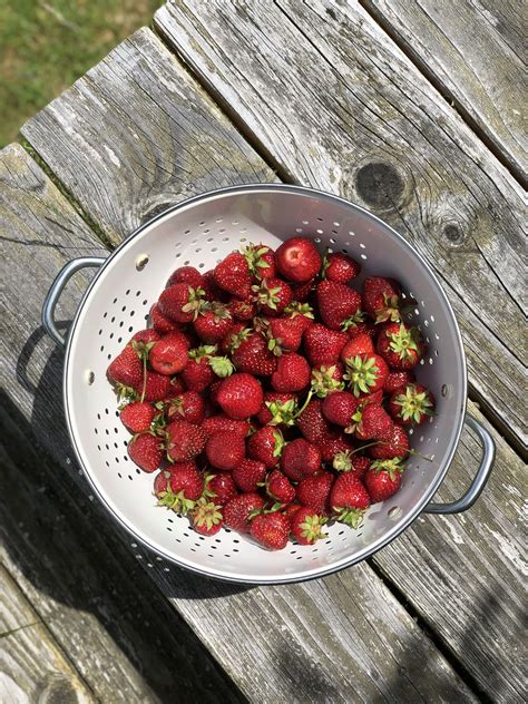 Strawberry Season | Berry seasons, Strawberry, Harvest fest