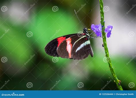 Postman butterfly stock photo. Image of macro, beautiful - 122536444