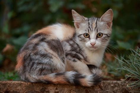 Coffeenuts | Gorgeous cats, Beautiful cats, Pretty cats