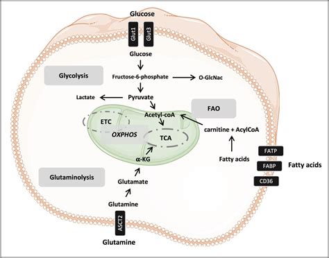 CD4+ T-cell differentiation and function: Unifying glycolysis, fatty ...