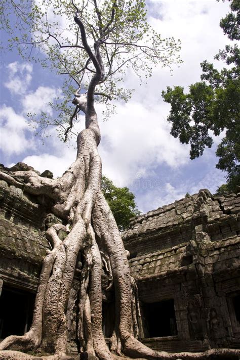 Ta Prohm Tree stock photo. Image of ancient, mystery - 25207442