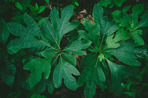 The benefits and side effects of Sassafras tea