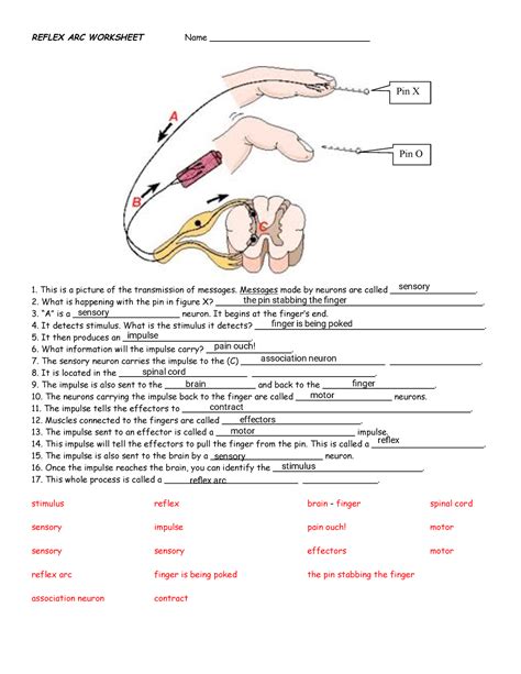 Kami Export - reflex arc pathway WS - REFLEX ARC WORKSHEET Name