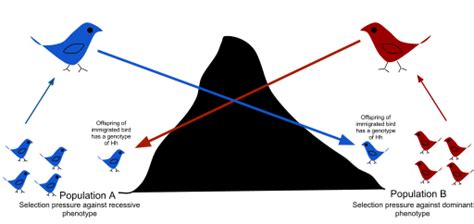 Gene Flow + Frequencies